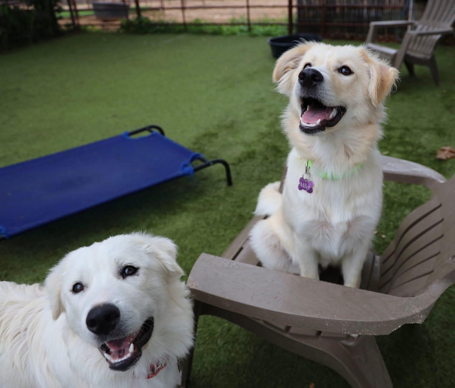 Enlarge Sis, an adopted mixed breed in Southlake, TX image 4/5