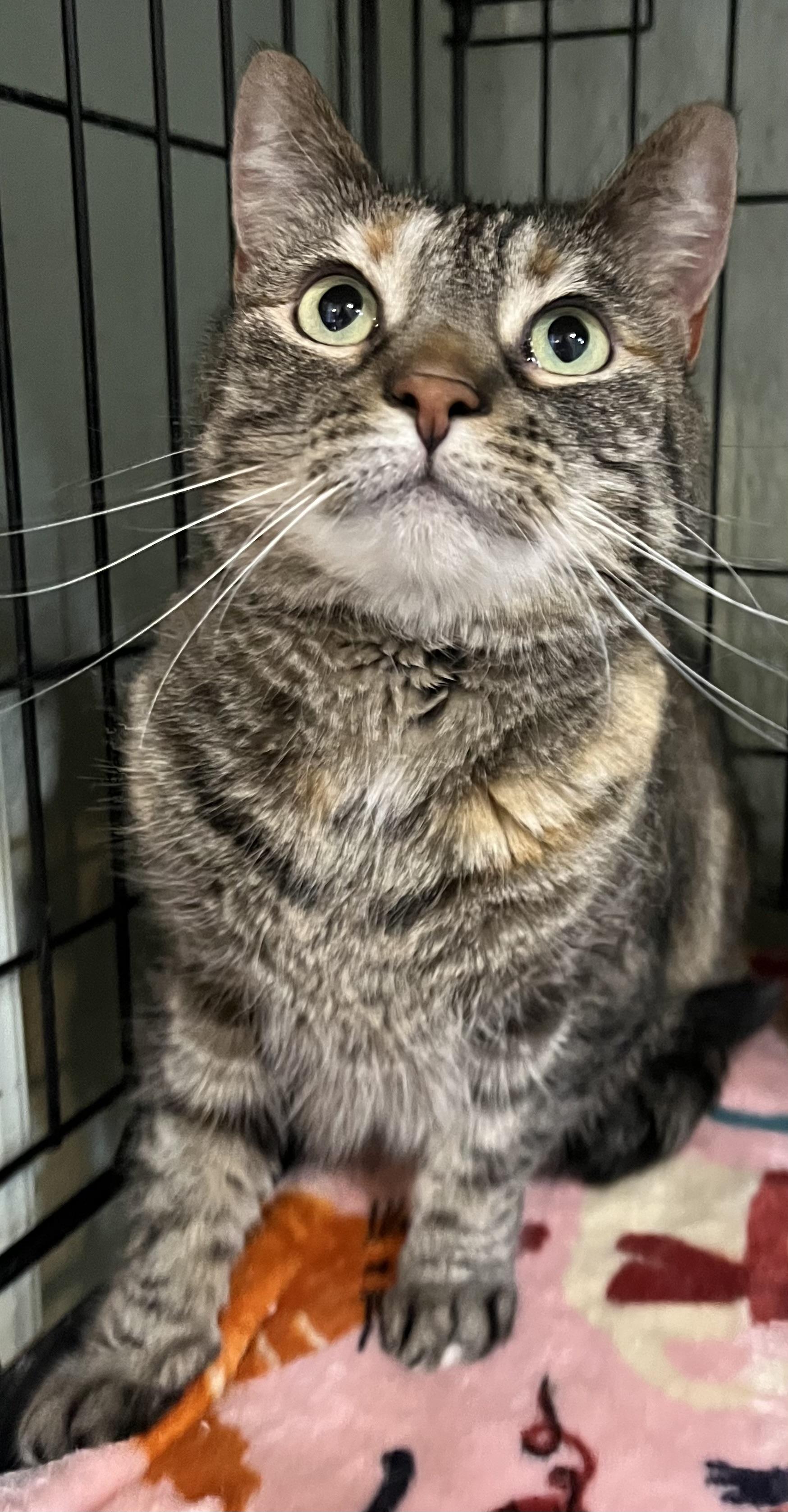 Enlarge Eilish , a Adoptable Domestic Short Hair in Moline, IL image 2/4