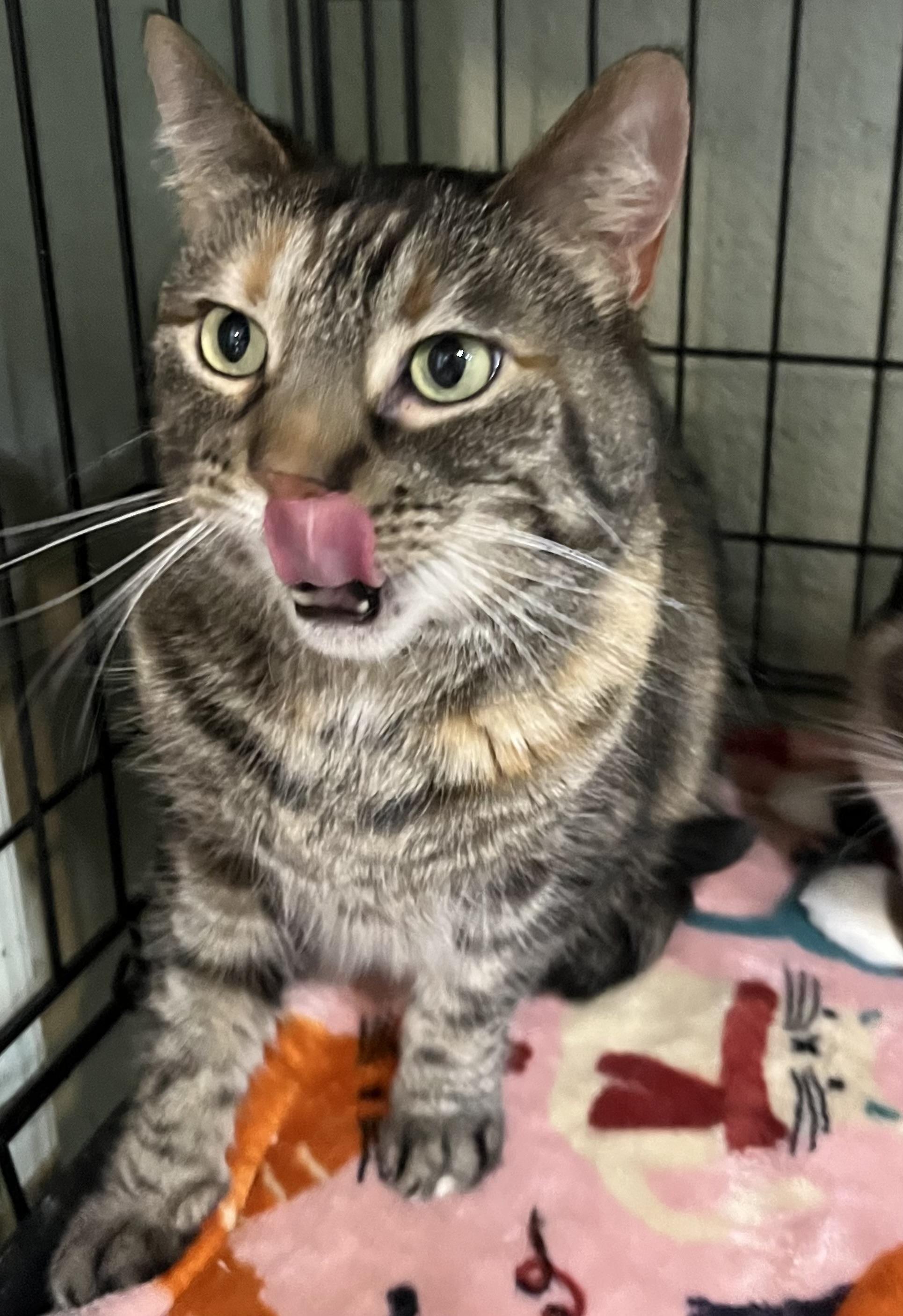 Enlarge Eilish , a Adoptable Domestic Short Hair in Moline, IL image 4/4