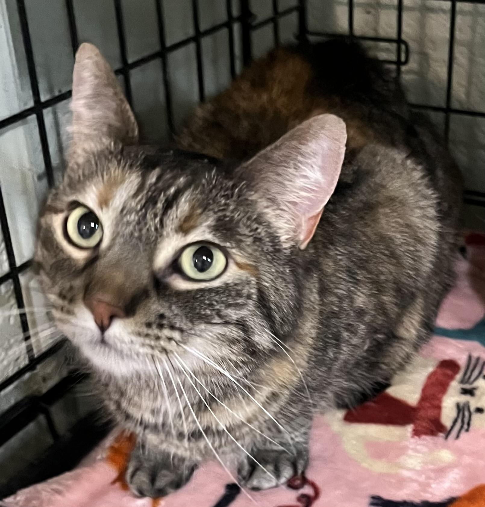 Eilish , Adoptable, Adult Female Domestic Short Hair.