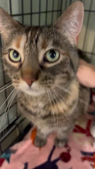 Enlarge Eilish , a Adoptable Domestic Short Hair in Moline, IL video 3/4
