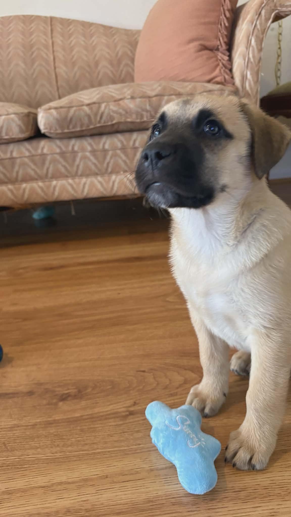 Darcy , an adopted Mixed Breed in Northwood, NH image 3/3