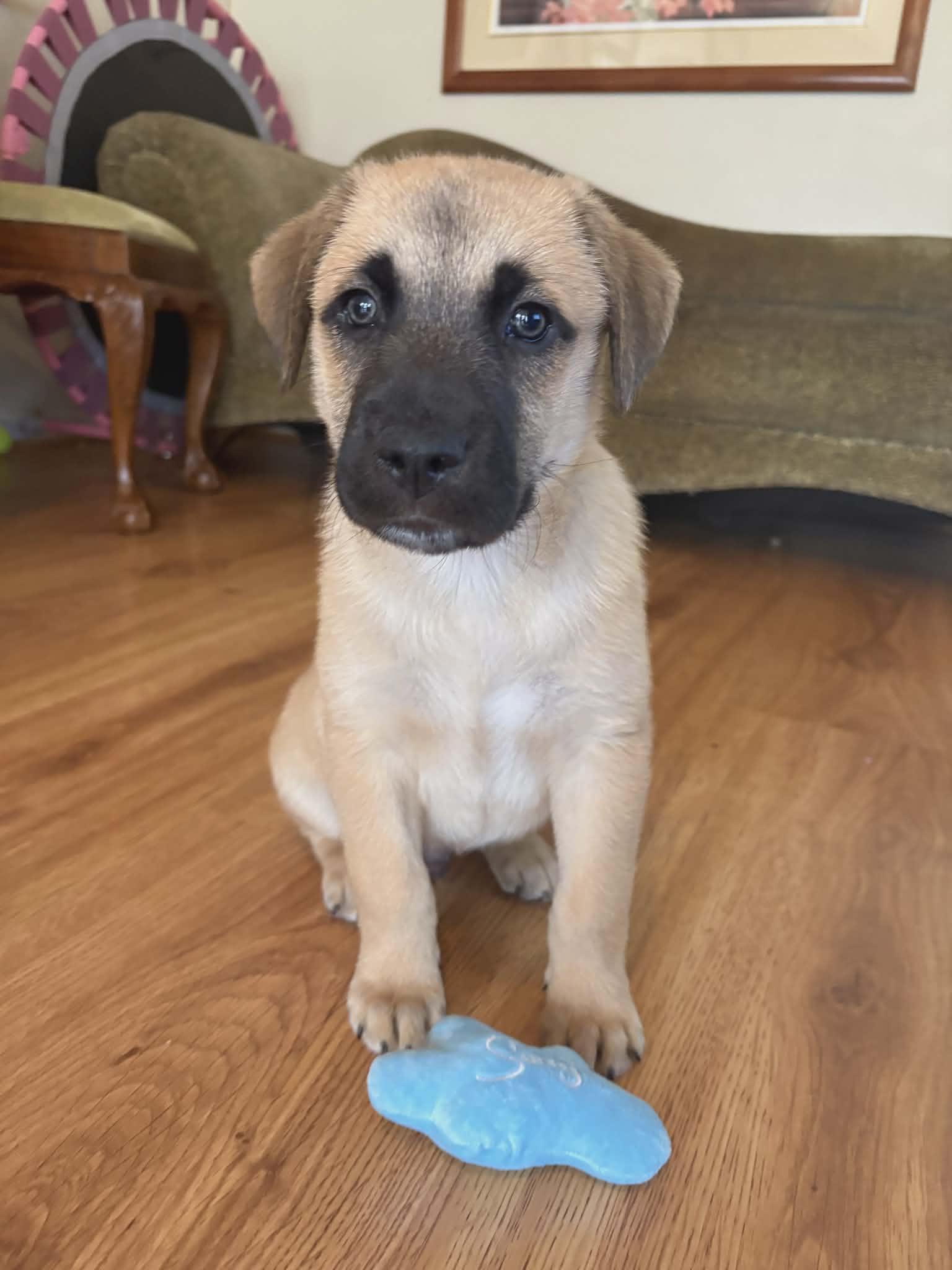 Darcy , adopted, Puppy Male Mixed Breed.