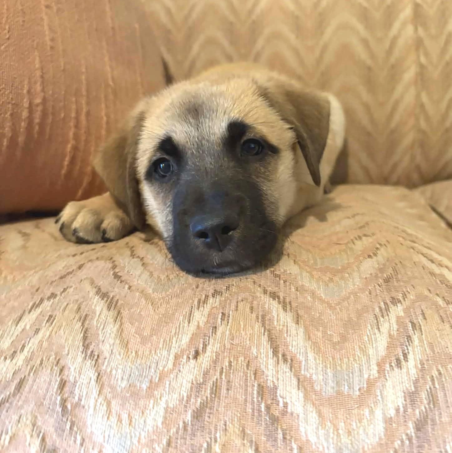 Darcy , an adopted Mixed Breed in Northwood, NH image 2/3