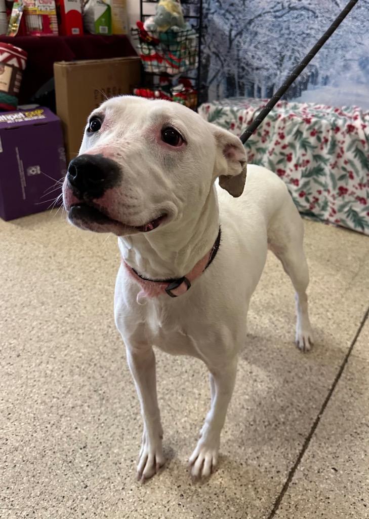 Ghost (Snow) - Sponsored by River & Ben, Adoptable, Adult Female Pit Bull Terrier & Dalmatian.