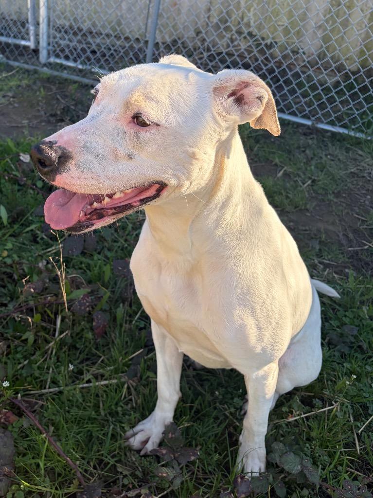 Ghost (Snow) - Sponsored by River & Ben, a Adoptable mixed breed in Newberg, OR image 4/6