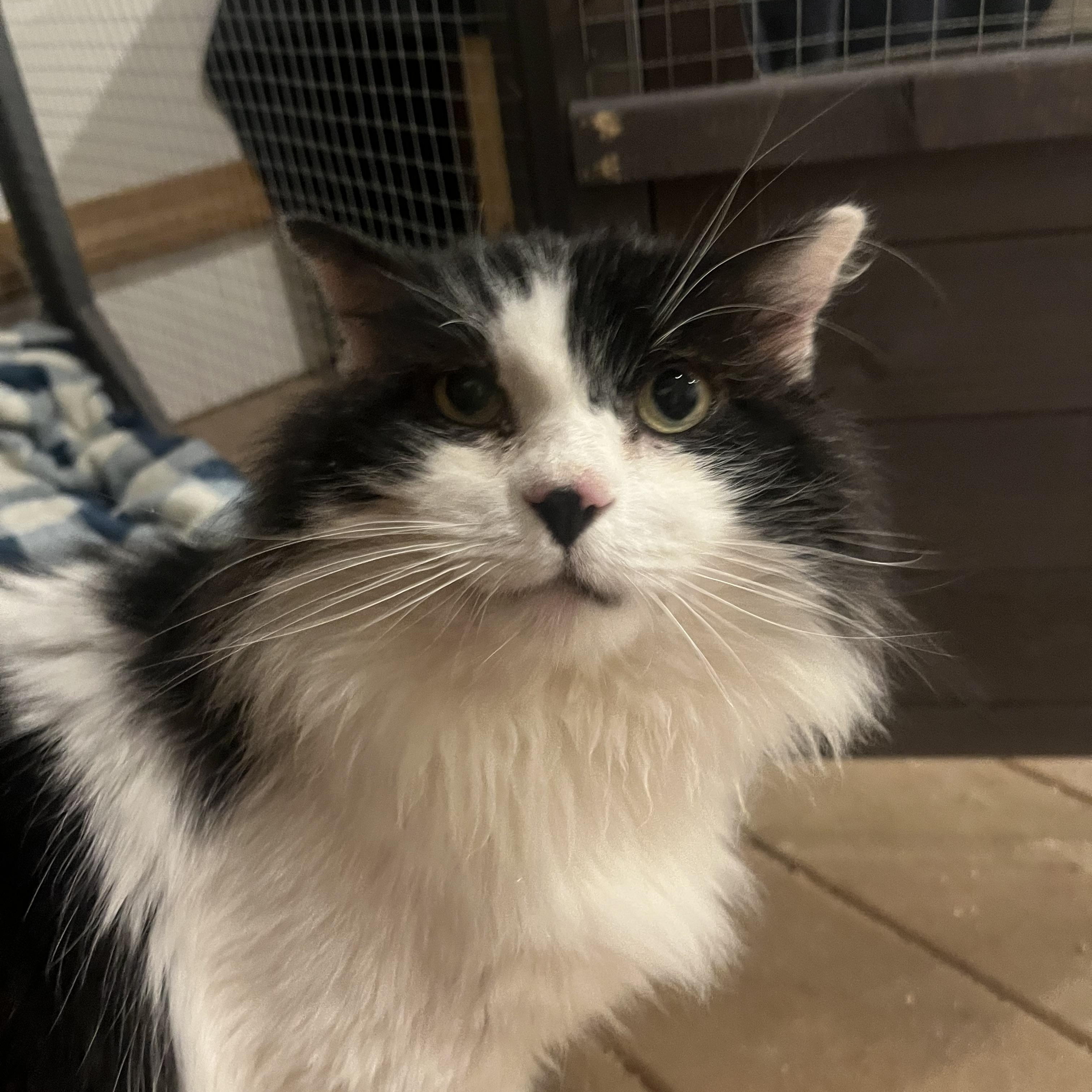 Monty - See My Video!, ADOPTABLE, Senior Male Domestic Long Hair.