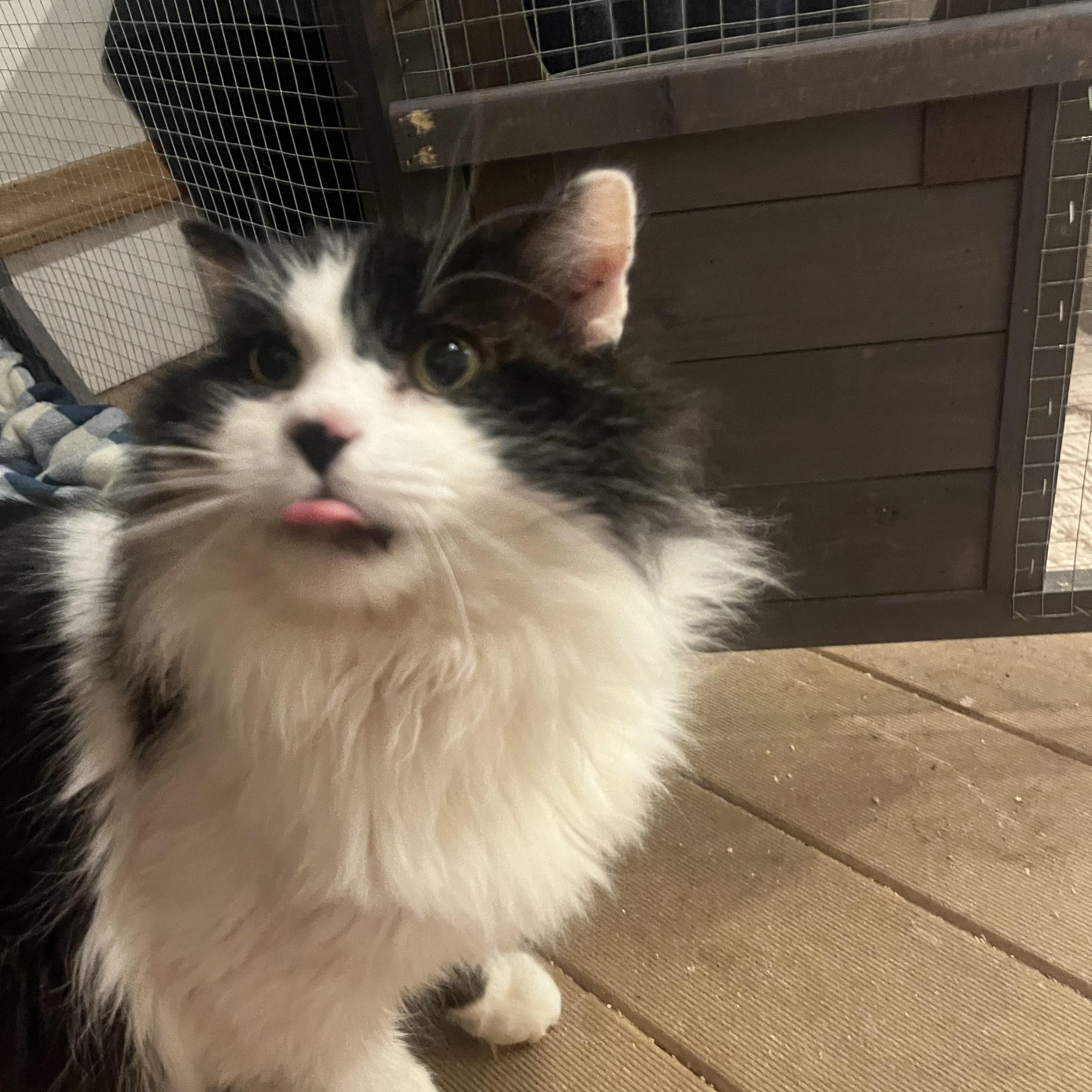 Enlarge Monty - See My Video!, a ADOPTABLE Domestic Long Hair in Vernon, VT image 3/5