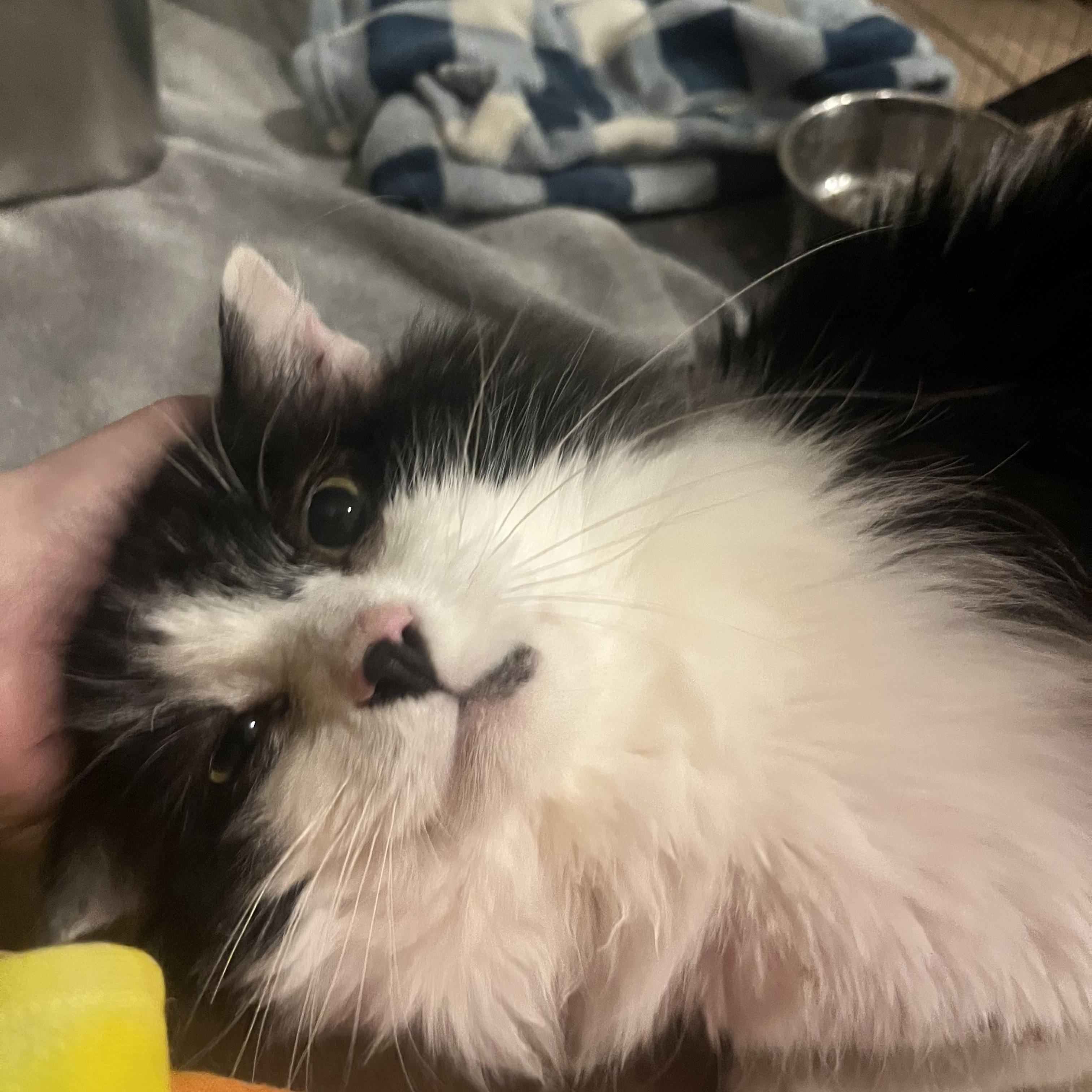 Enlarge Monty - See My Video!, a ADOPTABLE Domestic Long Hair in Vernon, VT image 2/5