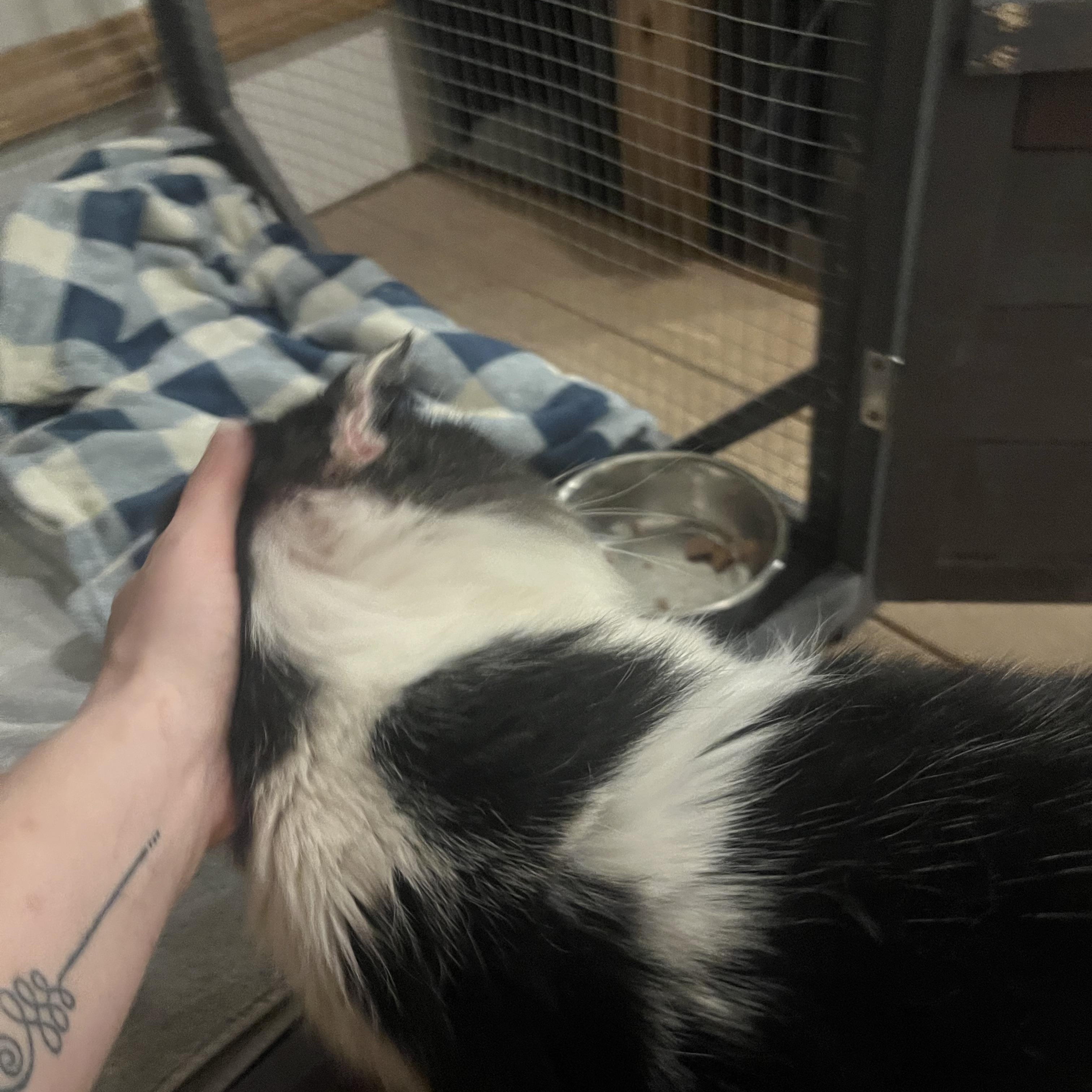 Enlarge Monty - See My Video!, a ADOPTABLE Domestic Long Hair in Vernon, VT image 4/5