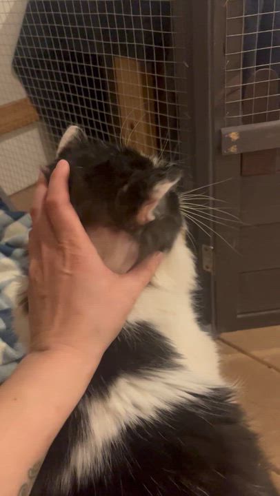 Enlarge Monty - See My Video!, a ADOPTABLE Domestic Long Hair in Vernon, VT video 5/5