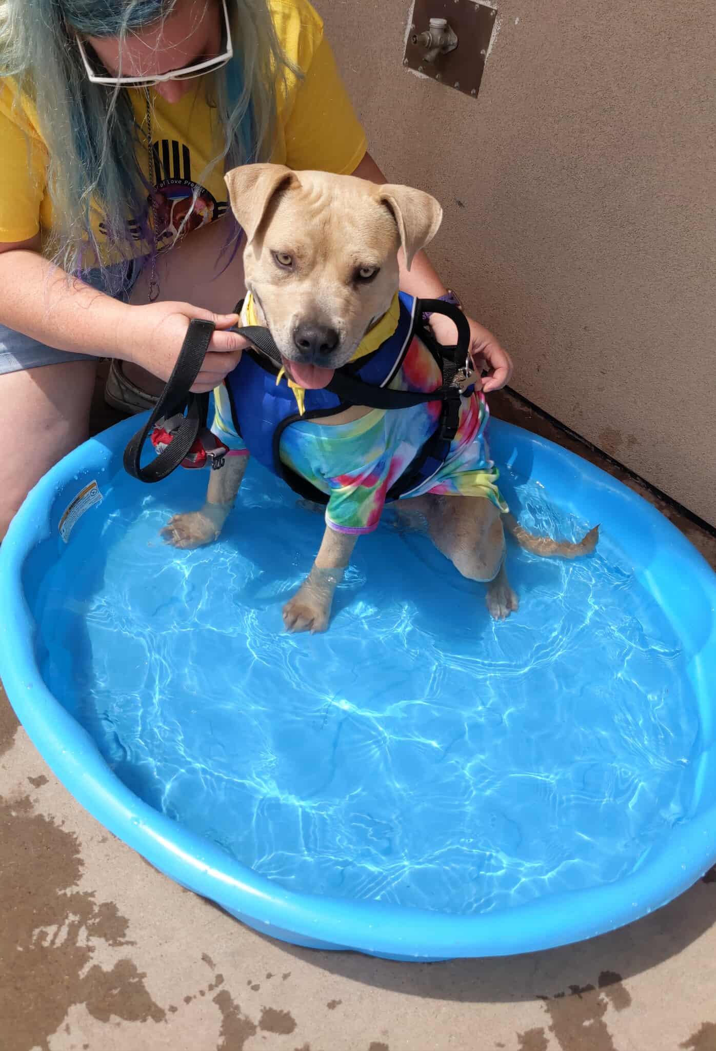 Ivy, an adopted mixed breed in Portales, NM image 2/4