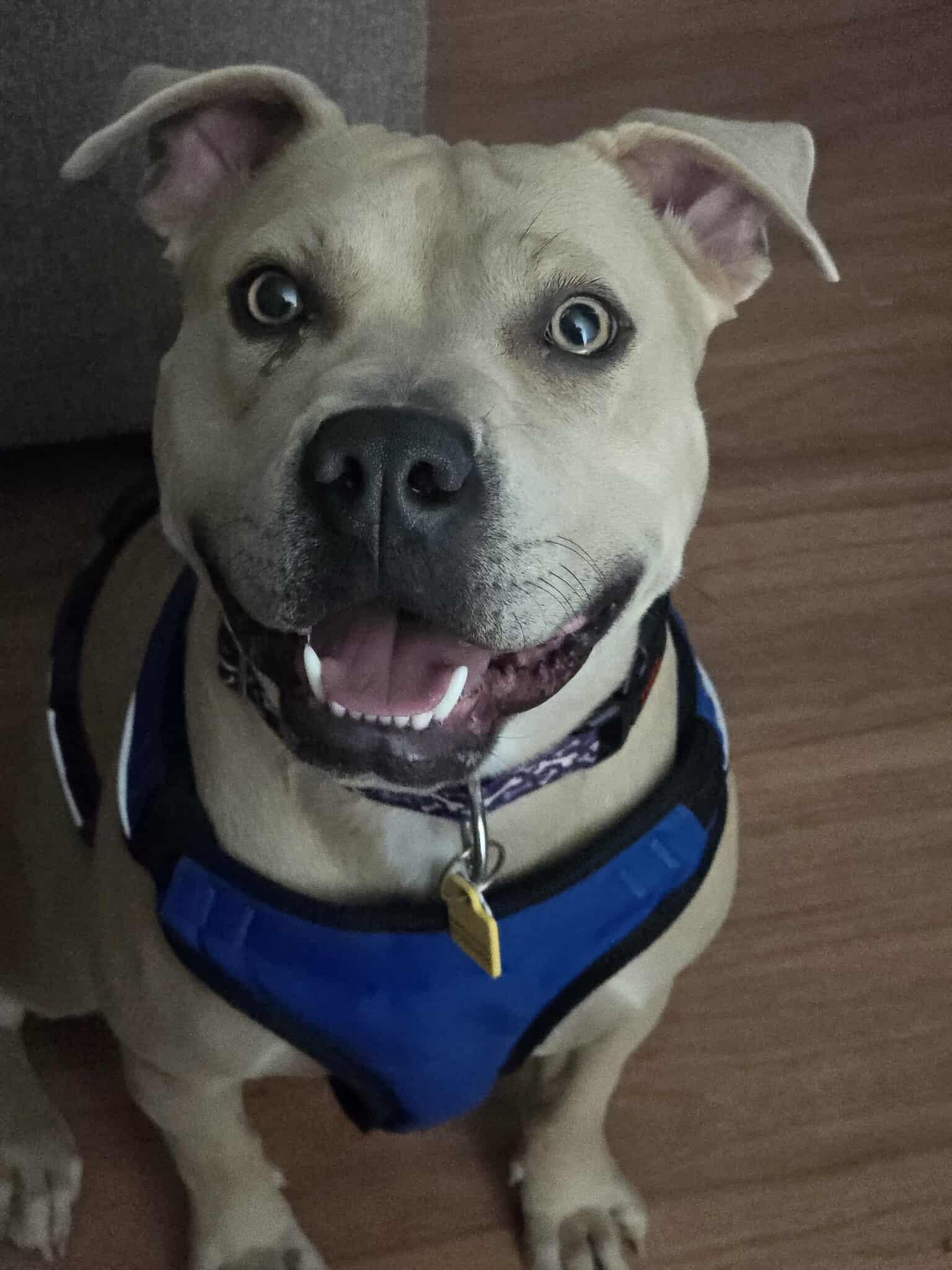 Ivy, adopted, Adult Female American Bulldog.