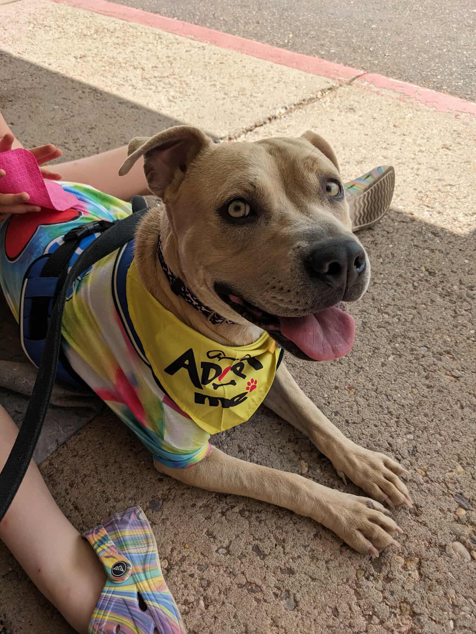 Ivy, an adoptable American Bulldog in Portales, NM, 88130 | Photo Image 4