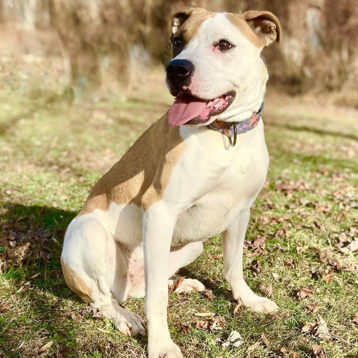 Enlarge Bella, a Adoptable mixed breed in Huntington, WV image 1/6
