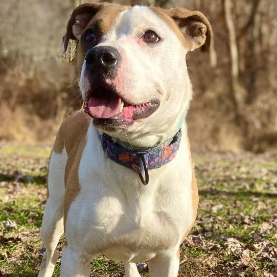 Enlarge Bella, a Adoptable mixed breed in Huntington, WV image 2/6