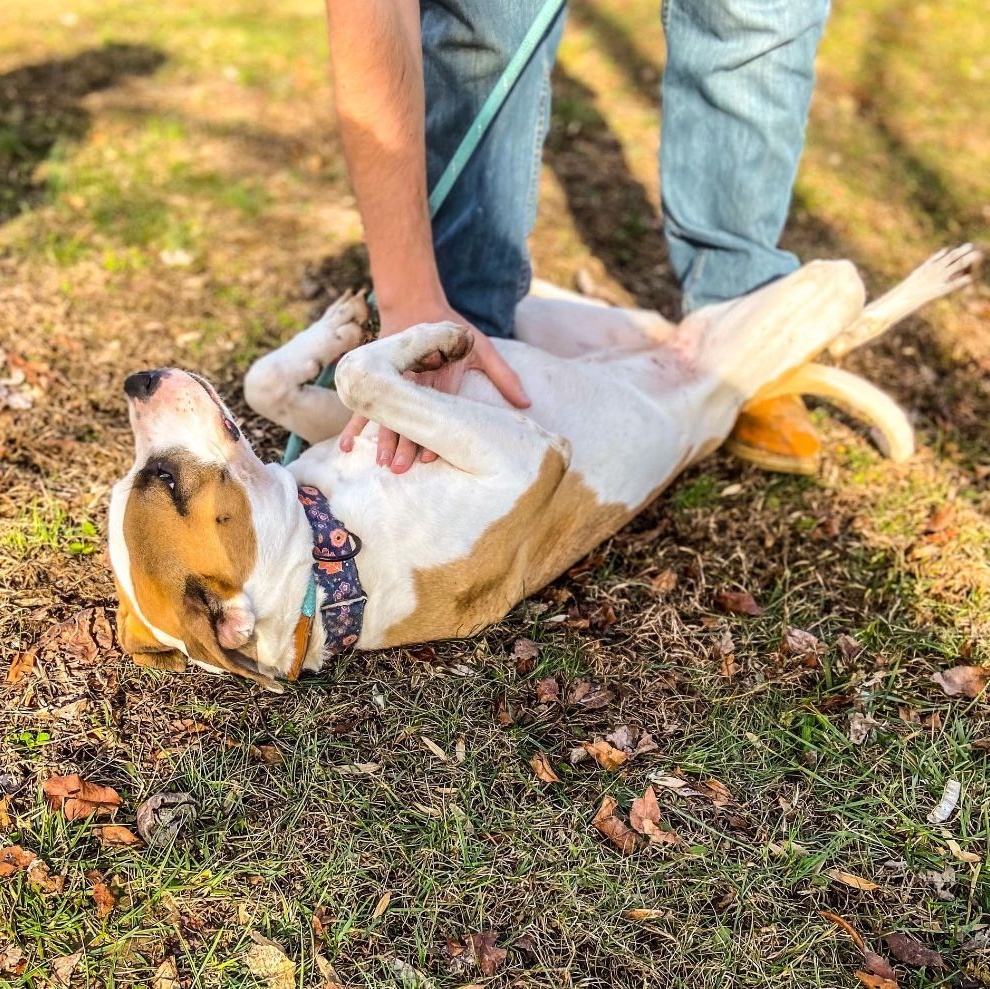 Enlarge Bella, a Adoptable mixed breed in Huntington, WV image 3/6