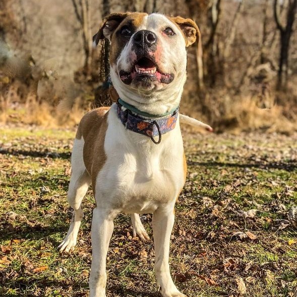 Enlarge Bella, a Adoptable mixed breed in Huntington, WV image 4/6