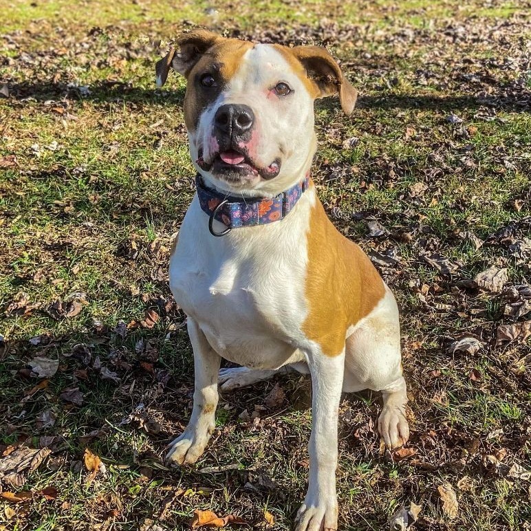 Enlarge Bella, a Adoptable mixed breed in Huntington, WV image 5/6