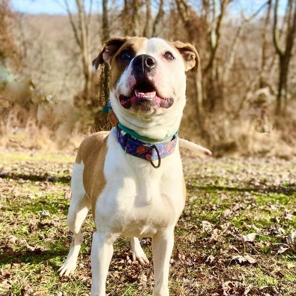 Enlarge Bella, a Adoptable mixed breed in Huntington, WV image 6/6
