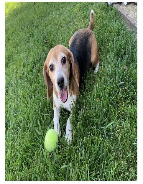 Enlarge Faith, a Adoptable Beagle in San Juan Capistrano, CA image 1/1