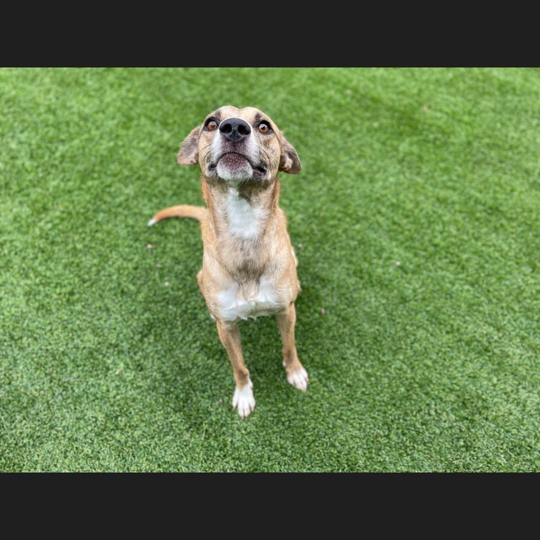 Turkey, Adopted, Adult Male Mountain Cur.