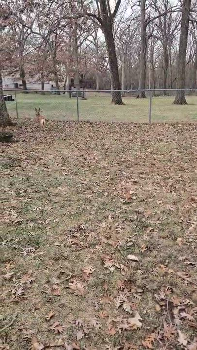 Enlarge Turkey, a Adopted mixed breed in Elkhorn, WI video 2/3