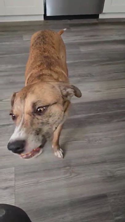 Enlarge Turkey, a Adopted mixed breed in Elkhorn, WI video 3/3