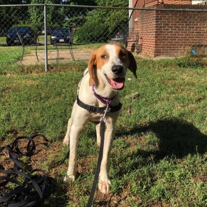 Enlarge Barold, a Adoptable mixed breed in Richmond, VA image 1/6