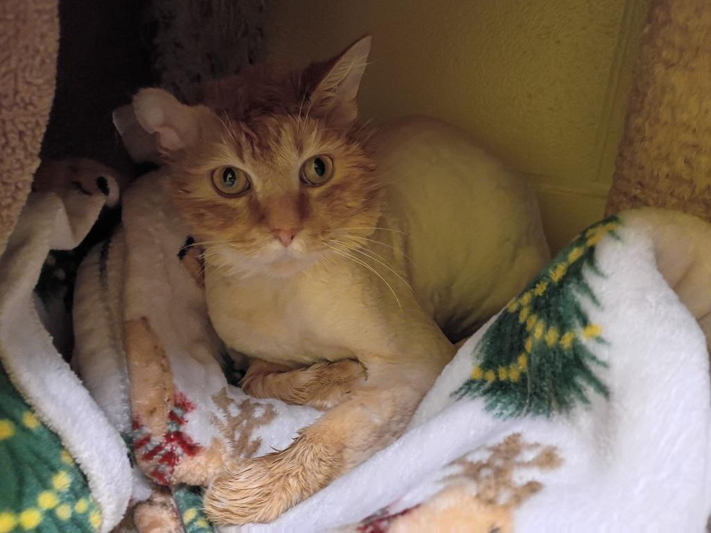 Argyle, Adoptable, Young Male Domestic Long Hair.