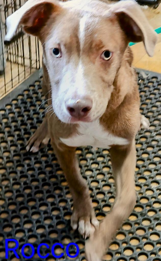 Rocco, Adoptable, Puppy Male Staffordshire Bull Terrier.