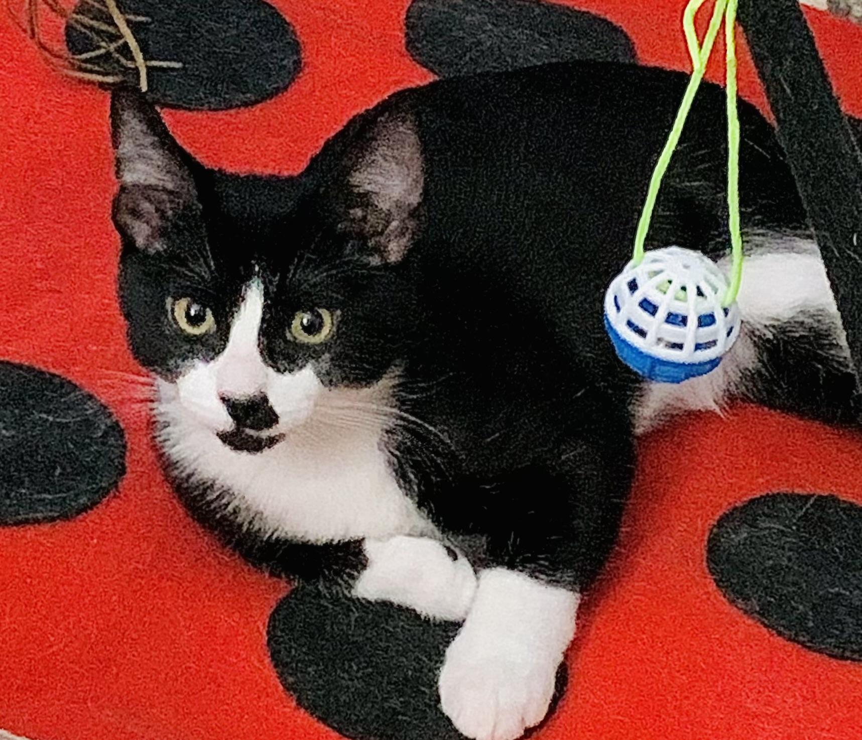 Pimento (AKA Pim), Baby Male unknown