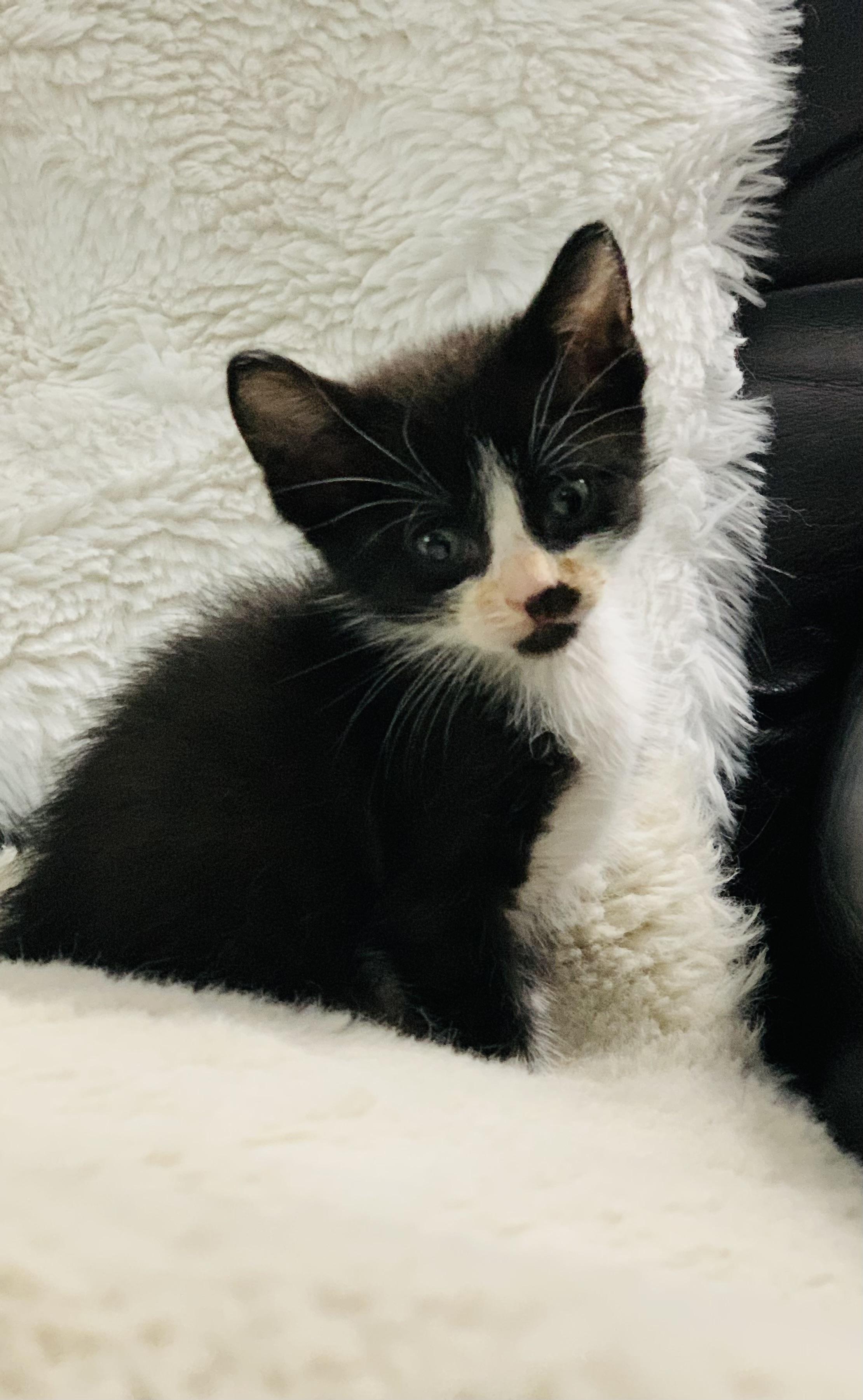 Pimento (AKA Pim), Baby Male unknown