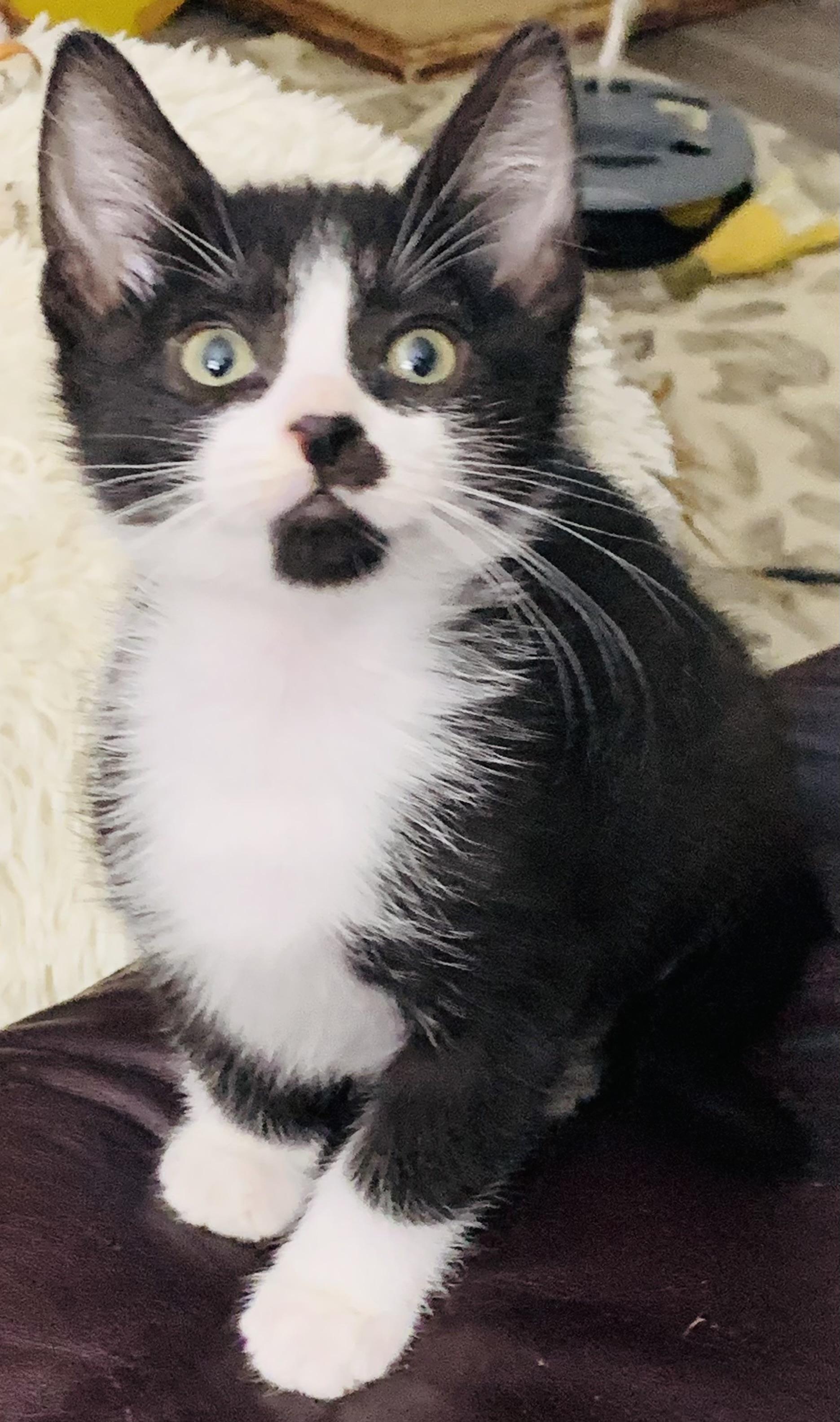 Pimento (AKA Pim)