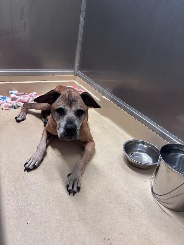 Enlarge Sharpie, a Adoptable mixed breed in Burgaw, NC image 1/1