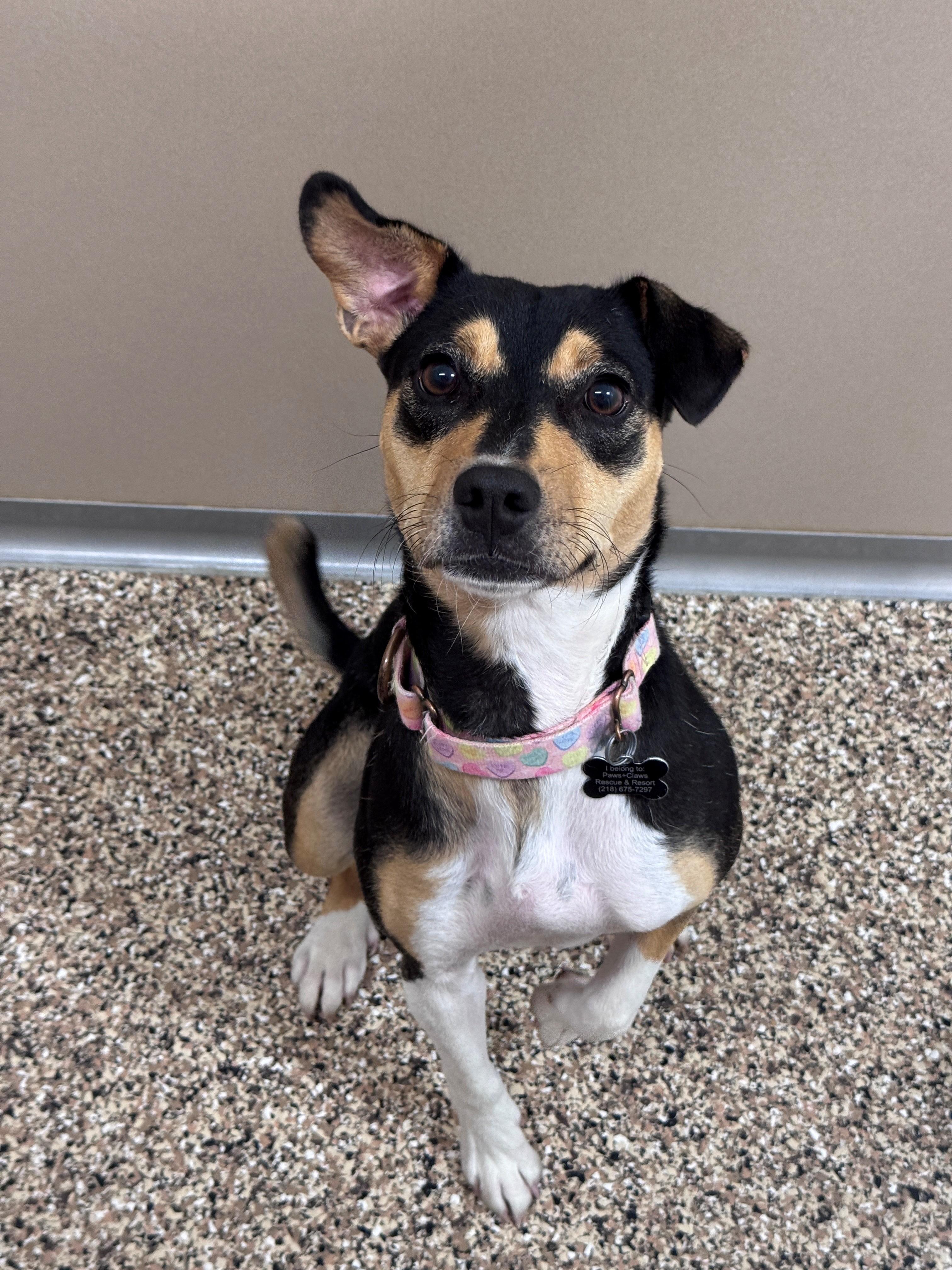 Debbie, an adopted mixed breed in Hackensack, MN image 2/2
