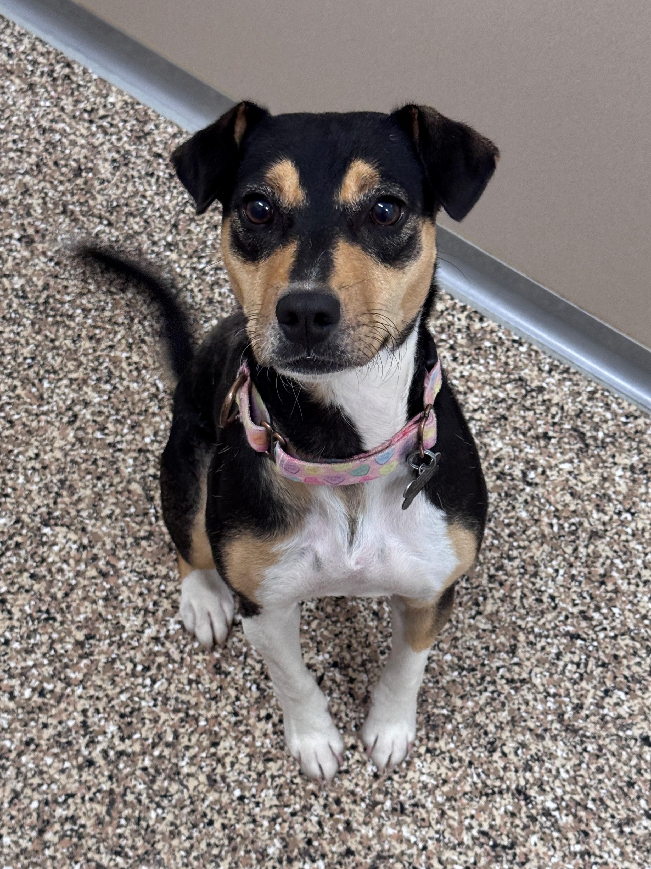Debbie, adopted, Young Female Mixed Breed.