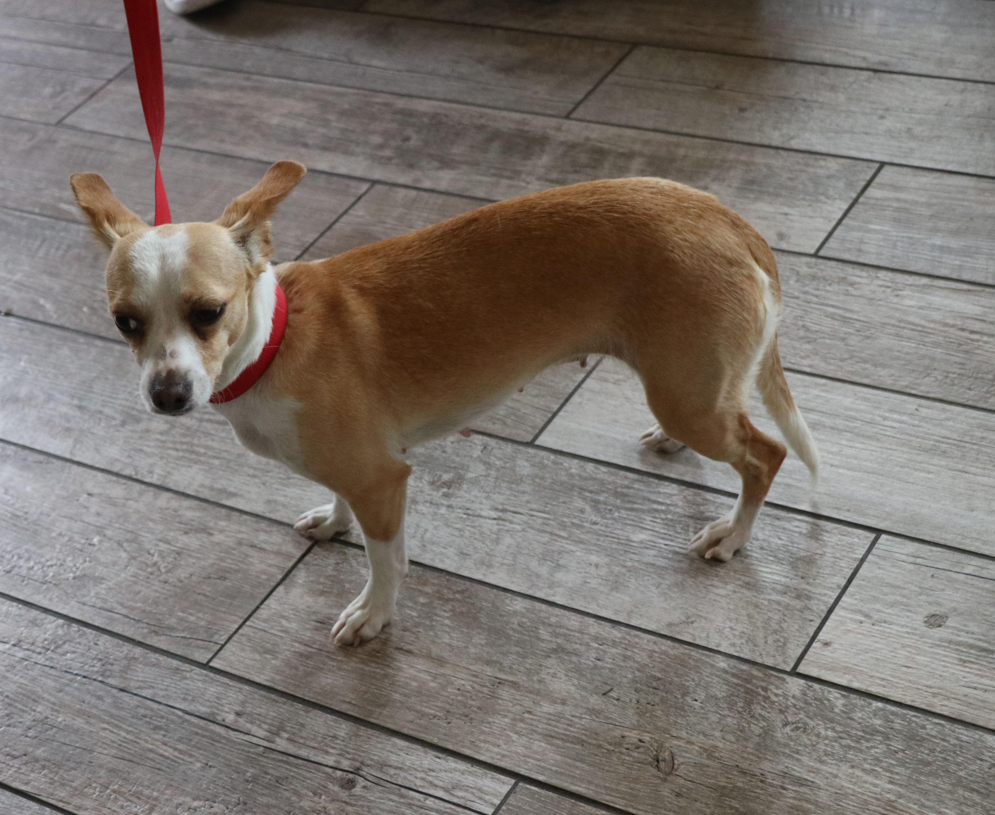 Curie, an adopted mixed breed in Cape Neddick, ME image 3/4