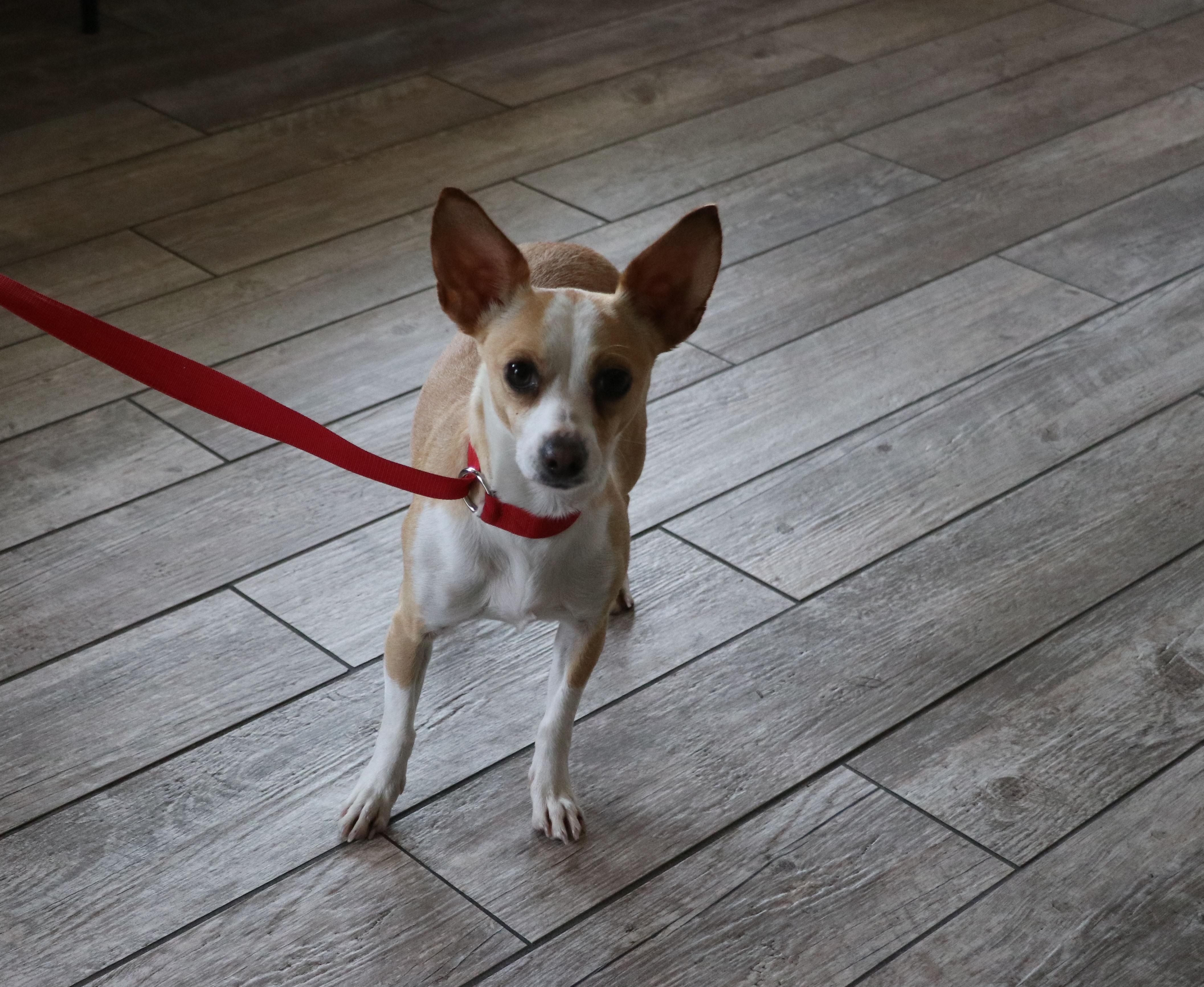 Curie, an adopted mixed breed in Cape Neddick, ME image 4/4