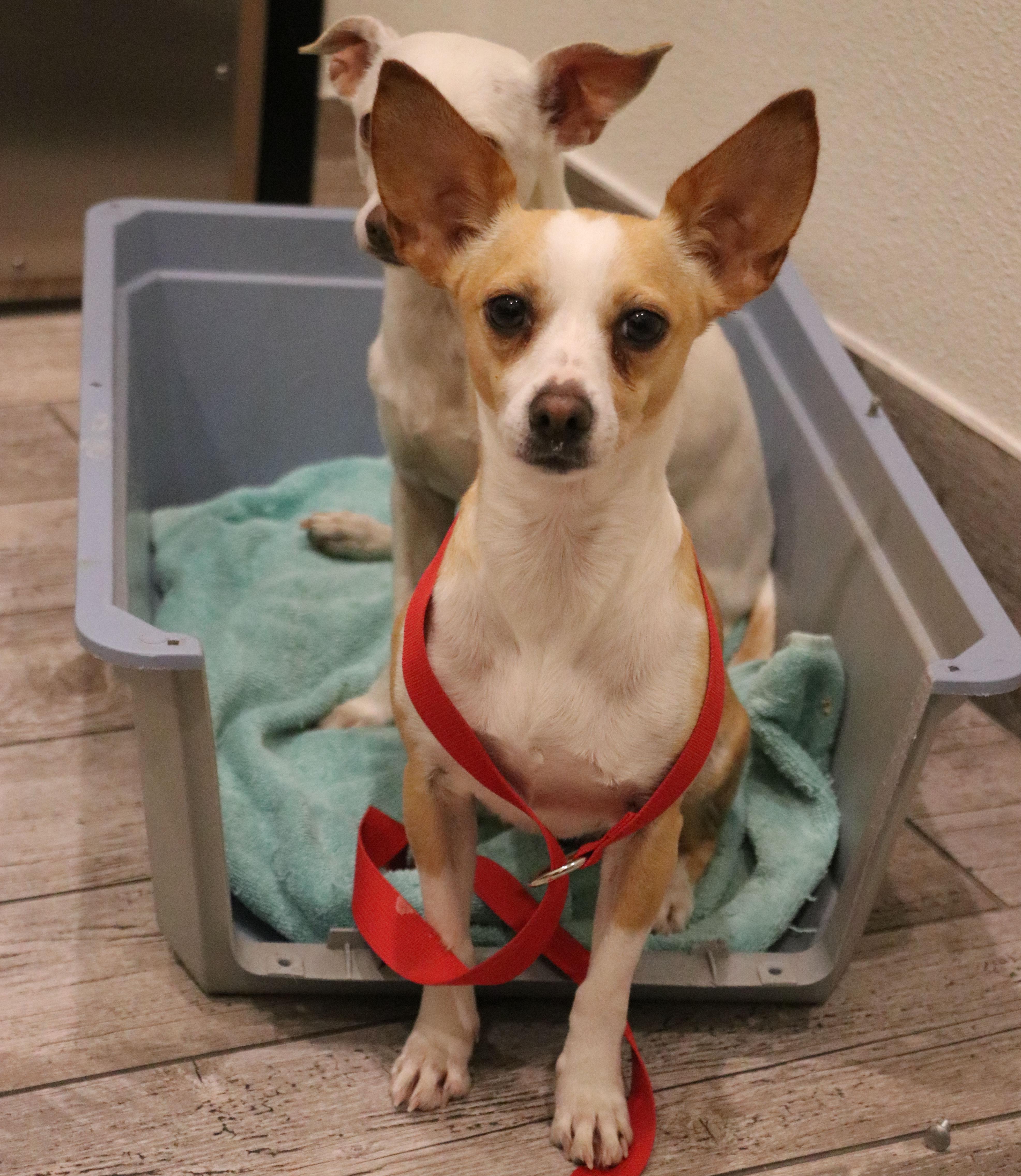Curie, adopted, Young Female Chihuahua.
