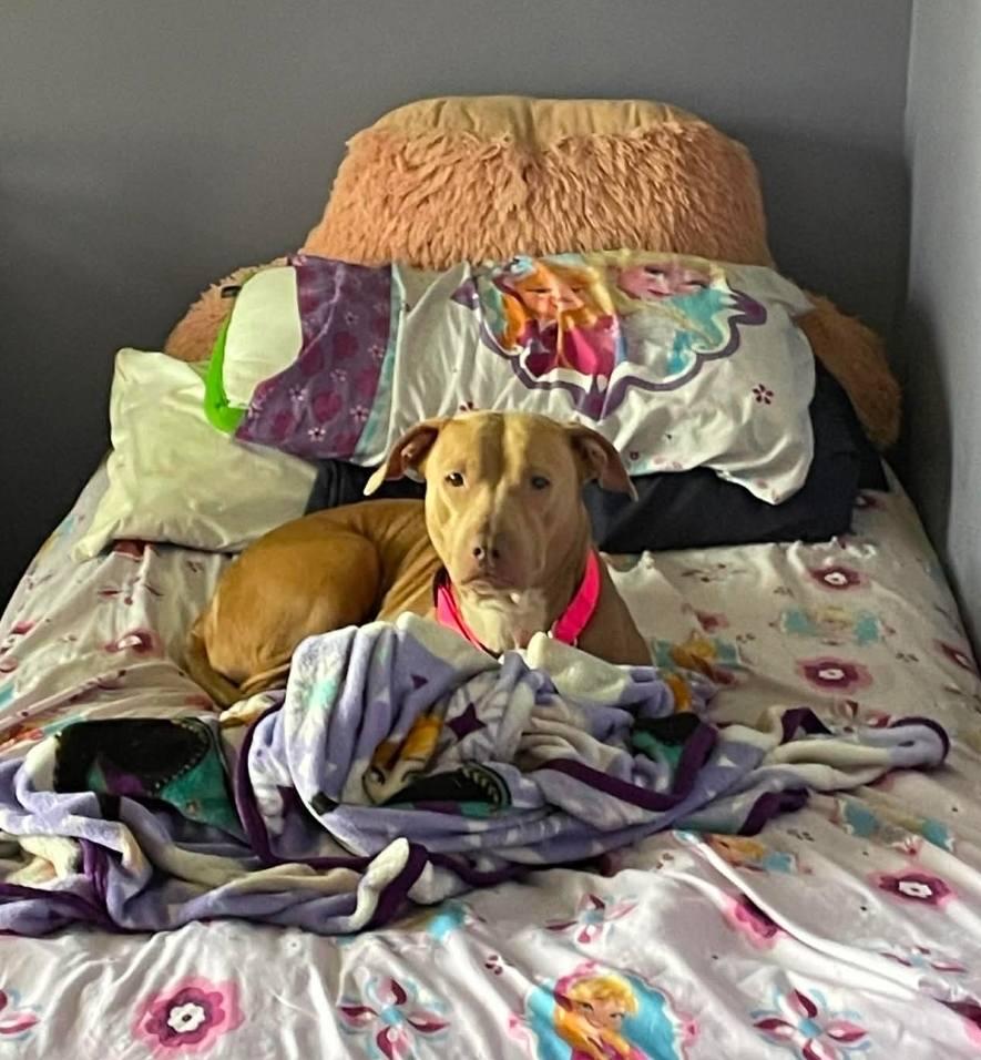 Mella, ADOPTABLE, Adult Female Terrier.