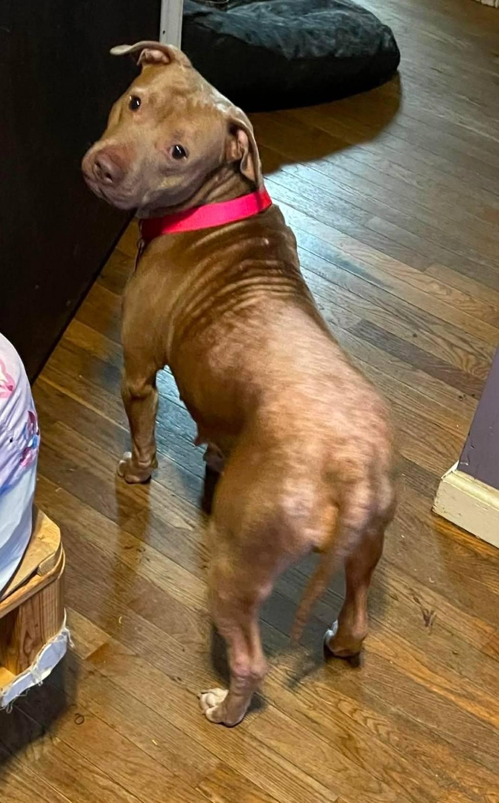 Mella, a ADOPTABLE mixed breed in Millfield, OH image 2/2