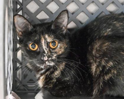Windflower, a Adoptable Domestic Short Hair in West Seneca, NY image 1/3