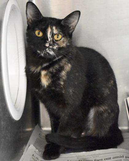 Windflower, a Adoptable Domestic Short Hair in West Seneca, NY image 2/3