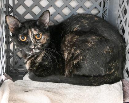 Windflower, a Adoptable Domestic Short Hair in West Seneca, NY image 3/3