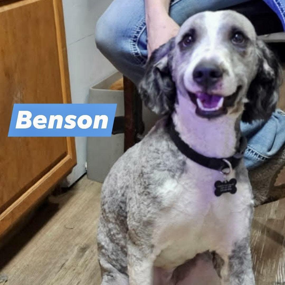 Benson, a ADOPTABLE mixed breed in Pocatello, ID image 1/4
