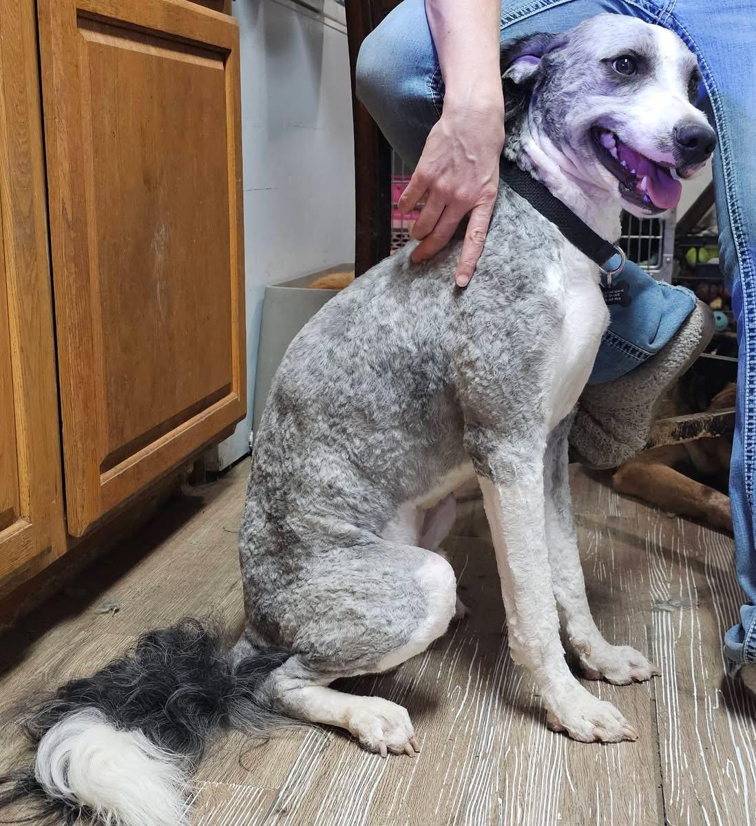 Benson, a ADOPTABLE mixed breed in Pocatello, ID image 2/4