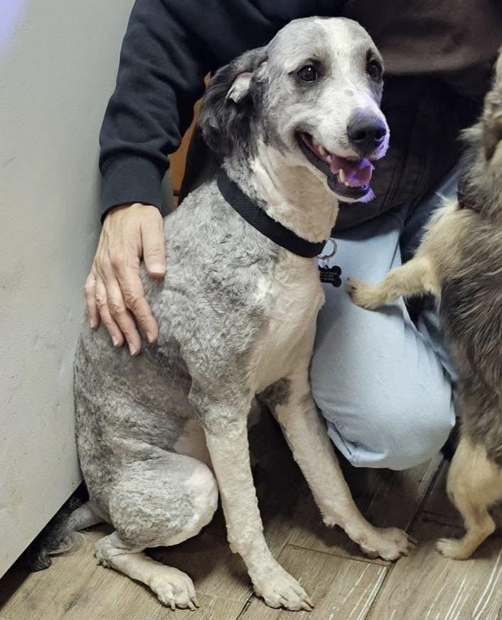 Benson, a ADOPTABLE mixed breed in Pocatello, ID image 3/4