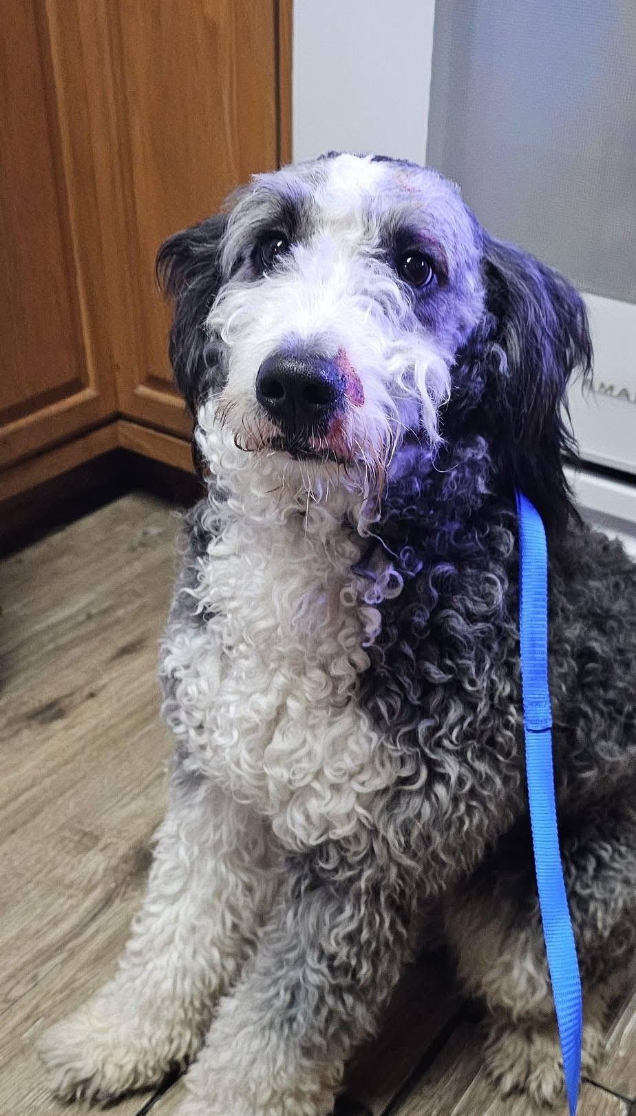 Benson, a ADOPTABLE mixed breed in Pocatello, ID image 4/4