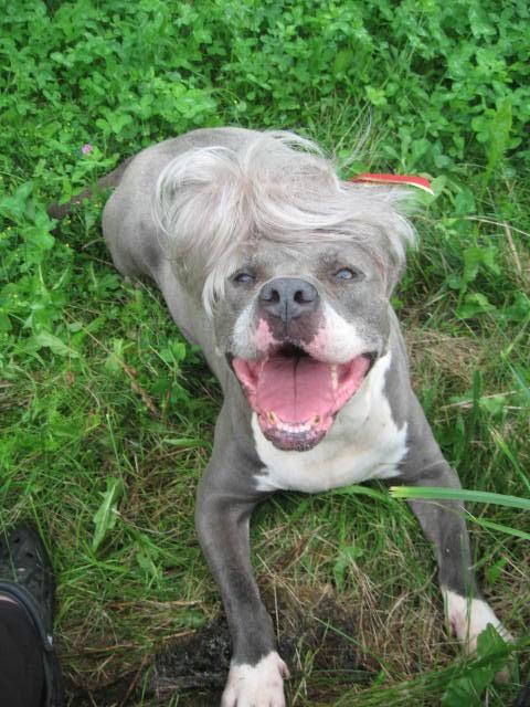 Kree - ADOPTION FEE SPONSORED, ADOPTABLE, Adult Female American Staffordshire Terrier.